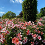 Rosa - Ringo All-Star™ - Proven Winners® - 2023 Rose Of The Year - 4.5" x 5" Pot