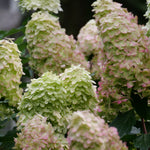 Hydrangea - Limelight Prime® - Proven Winners® - 2023 Hydrangea Of The Year - 4.5" x 5" Pot