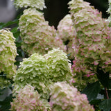 Hydrangea - Limelight Prime® - Proven Winners® - 2023 Hydrangea Of The Year - 4.5" x 5" Pot