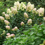 Hydrangea - Limelight Prime® - Proven Winners® - 2023 Hydrangea Of The Year - 4.5" x 5" Pot