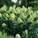 Hydrangea - Limelight Prime® - Proven Winners® - 2023 Hydrangea Of The Year - 4.5" x 5" Pot