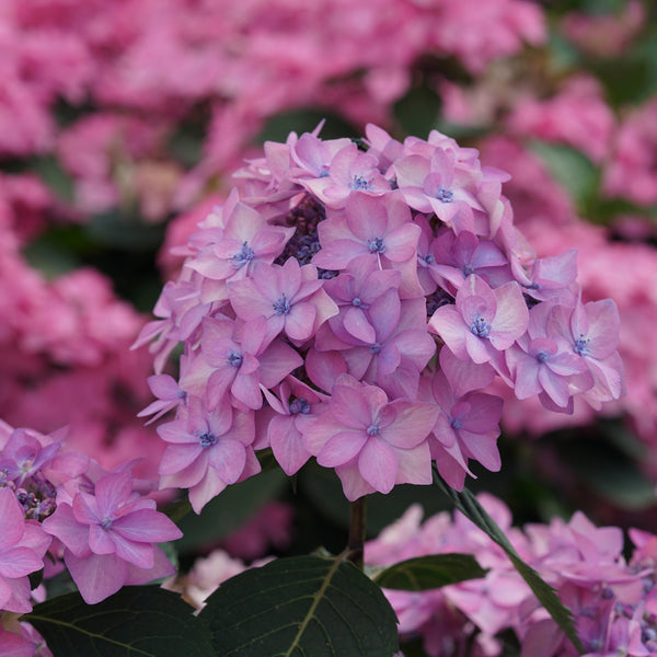 hydrangea0223ページ Hydrangea, Endless Summer #3 – Greenwood Creek Nursery