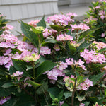 Hydrangea - Let's Dance Can Do!® - Proven Winners® - 2023 Flowering Shrub Of The Year - 4.5" x 5" Pot