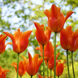 Tulip - Fire Pot Blend