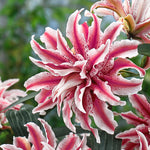 Lily - Fragrant Garden Collection