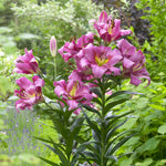 Lily - Fragrant Garden Collection