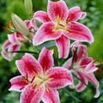 Lily - Fragrant Garden Collection
