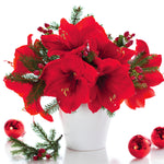 Amaryllis - Red Lion - Kit - with White Swirl Ceramic Planter