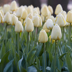 Tulip - Ivory Floradale