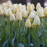 Color Your Garden White - Tulip, Daffodil, Snowdrop - Collection