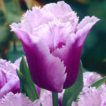Tulip - Royal Horticultural Society's Award of Garden Merit Collection