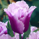 Tulip - Royal Horticultural Society's Award of Garden Merit Collection