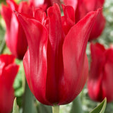 Tulip - Red Shine