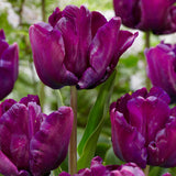 Tulip - Carnival Blend