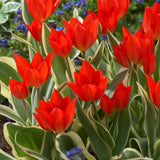 Tulip - Praestans Unicum - Multi-Flowering