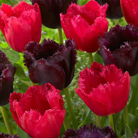 Tulip - Havana Nights Blend