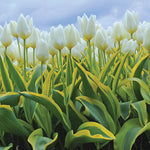 Tulip - Purissima Blonde