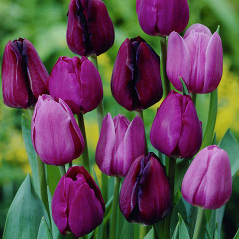 Tulip - Non-Stop Purple Blend