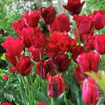 Tulip - Non-Stop Red Blend