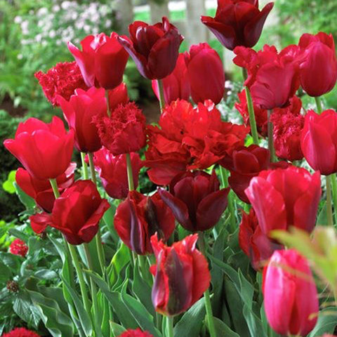 Tulip - Non-Stop Red Blend