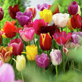 Tulip - Economy Medley of Varieties
