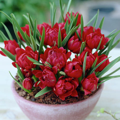 Tulip - Small Talk - Red - Crocus Look-alike
