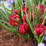 Tulip - Small Talk - Red - Crocus Look-alike