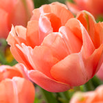 Tulip - Living Coral - 2019 Color Of The Year