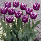 Tulip - Arabian Mystery