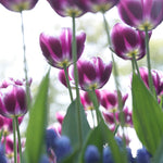 Tulip - Arabian Mystery