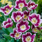 Tulip - Arabian Mystery