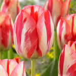 Tulip - Spryng Break®