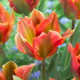 Tulip - Artist