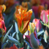 Tulip - Artist