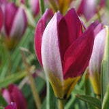 Tulip - Persian Pearl