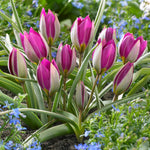 Tulip - Persian Pearl