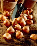 Tulip - Specie - Naturalizing Blend
