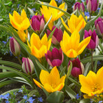 Tulip - Specie - Naturalizing Blend