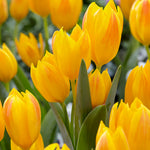 Tulip - Specie - Naturalizing Blend