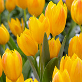 Tulip - Perennial Mix