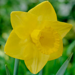 Tulip, Daffodil & Muscari - Cottage Garden Collection