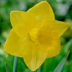 Daffodil - Goldfinger