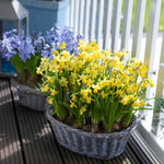 Narcissus, Crocus, Muscari, Scilla & Chionodoxa - Spring Time Favorites - Cottage Garden - Bulb Collection