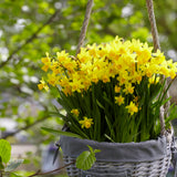 Daffodil - Tête-à-Tête