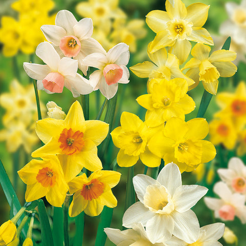 Daffodil - Fragrant Mix