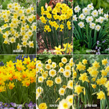 Daffodil - Perennial Deer Resistant Blend - Award Winning