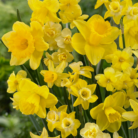 Daffodil - Season of Sunshine Mix