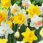 Daffodil - Naturalizing Dream Mix