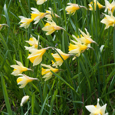 Daffodil - English Wild Daffodil - Lent Lily