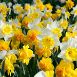 Daffodil - Sunny Side Up Blend